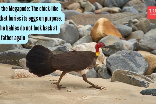 Megapode: Meet the Megapode: The chick-like bird that buries its eggs on purpose, and the babies do not look back at their father again