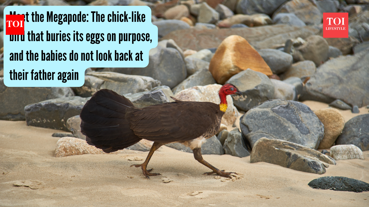 Megapode: Meet the Megapode: The chick-like bird that buries its eggs on purpose, and the babies do not look back at their father again