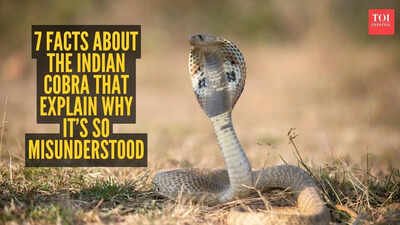 Indian Cobra Facts: 7 facts about the Indian cobra that explain why it’s so misunderstood
