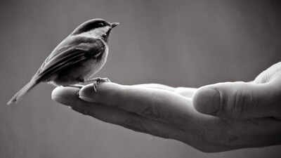 Spanish proverb of the day: 'A bird in hand is worth more than a hundred flying around' and why certainty often beats risky rewards