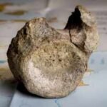 Antarctica's oldest known dinosaur fossil was hiding in a museum drawer for 40 years