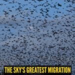 The world’s largest mammal migration happens in the sky; here's all you need to know |