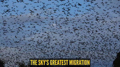 The world’s largest mammal migration happens in the sky; here's all you need to know |