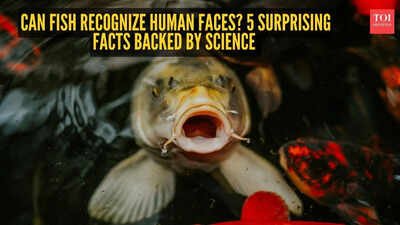 Can fish recognize human faces? 5 surprising facts backed by science |
