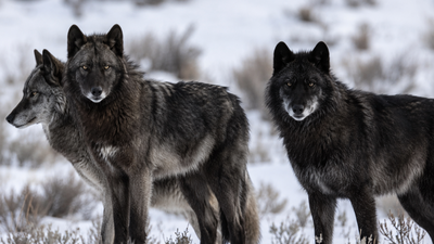Did wolves really save Yellowstone? New research challenges one of conservation's biggest success stories