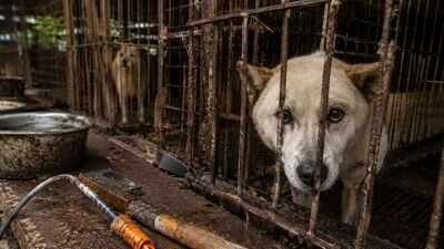 400,000 dogs vanished before South Korea's meat ban. Where did hundreds of thousands of dogs go?