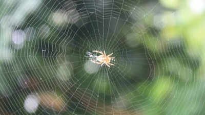Ethiopian proverb of the day: 'When spider webs unite, they can tie up a lion' — How collective action can defeat great power
