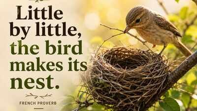 French proverb of the day: 'Little by little, the bird makes its nest' — a lesson on why slow, steady effort builds the strongest foundations