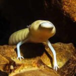 Hidden beneath the Kalahari Desert is a 264-metre-deep underground lake where blind animals thrive in darkness