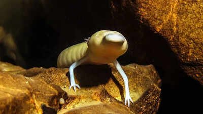 Hidden beneath the Kalahari Desert is a 264-metre-deep underground lake where blind animals thrive in darkness
