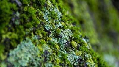 Hidden fungi discovered inside California desert moss could rewrite plant evolution history |