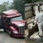 Honey havoc: 24 million honeybees escape after 18-wheeler overturns, forcing Texas neighbourhood into lockdown | World News