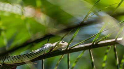 Can snakes really fly? 5 surprising facts about flying snakes |