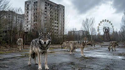 In 1986 Chernobyl was evacuated and today wolves have returned to dominate the radiation exclusion zone in an unexpected wildlife recovery |