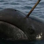 In 2007, scientists found a 100-year-old weapon inside a whale, and what it revealed was extraordinary |