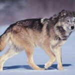 Italian proverb of the day: 'The wolf loses its fur but not its vice'. A reminder that true character is much harder to change than appearances