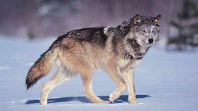 Italian proverb of the day: 'The wolf loses its fur but not its vice'. A reminder that true character is much harder to change than appearances