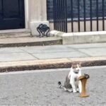 As Keir Starmer announces exit, 'chief mouser' Larry the Cat stays on awaiting PM no 7