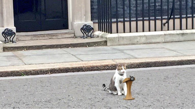 As Keir Starmer announces exit, 'chief mouser' Larry the Cat stays on awaiting PM no 7