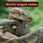 World’s longest snakes and where travellers can spot them