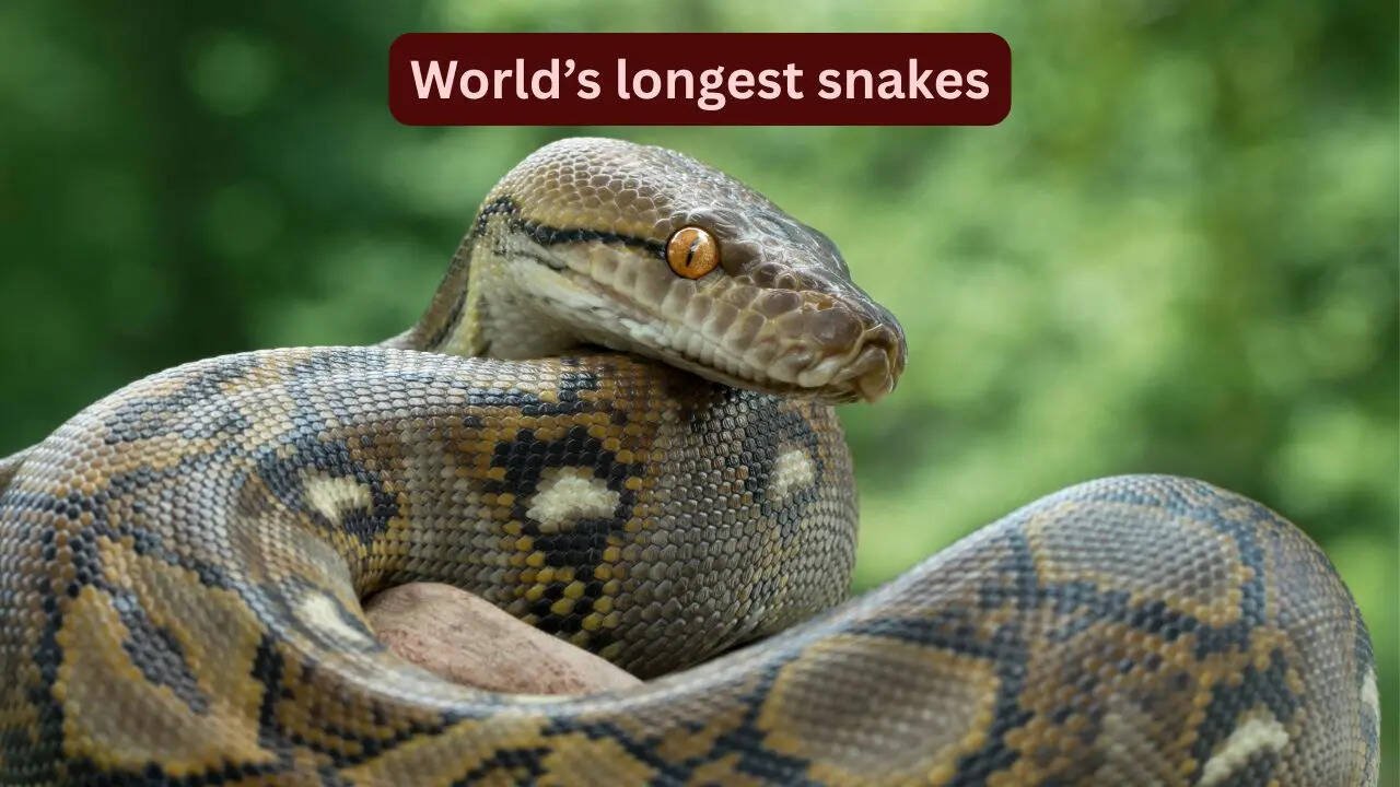 World’s longest snakes and where travellers can spot them