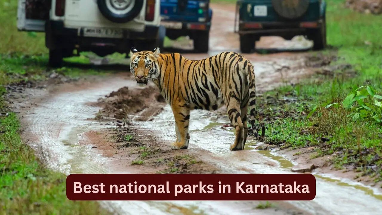 8 wildlife destinations for tiger safari and birdwatching