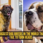 5 of the biggest dog breeds in the world that never fail to turn heads