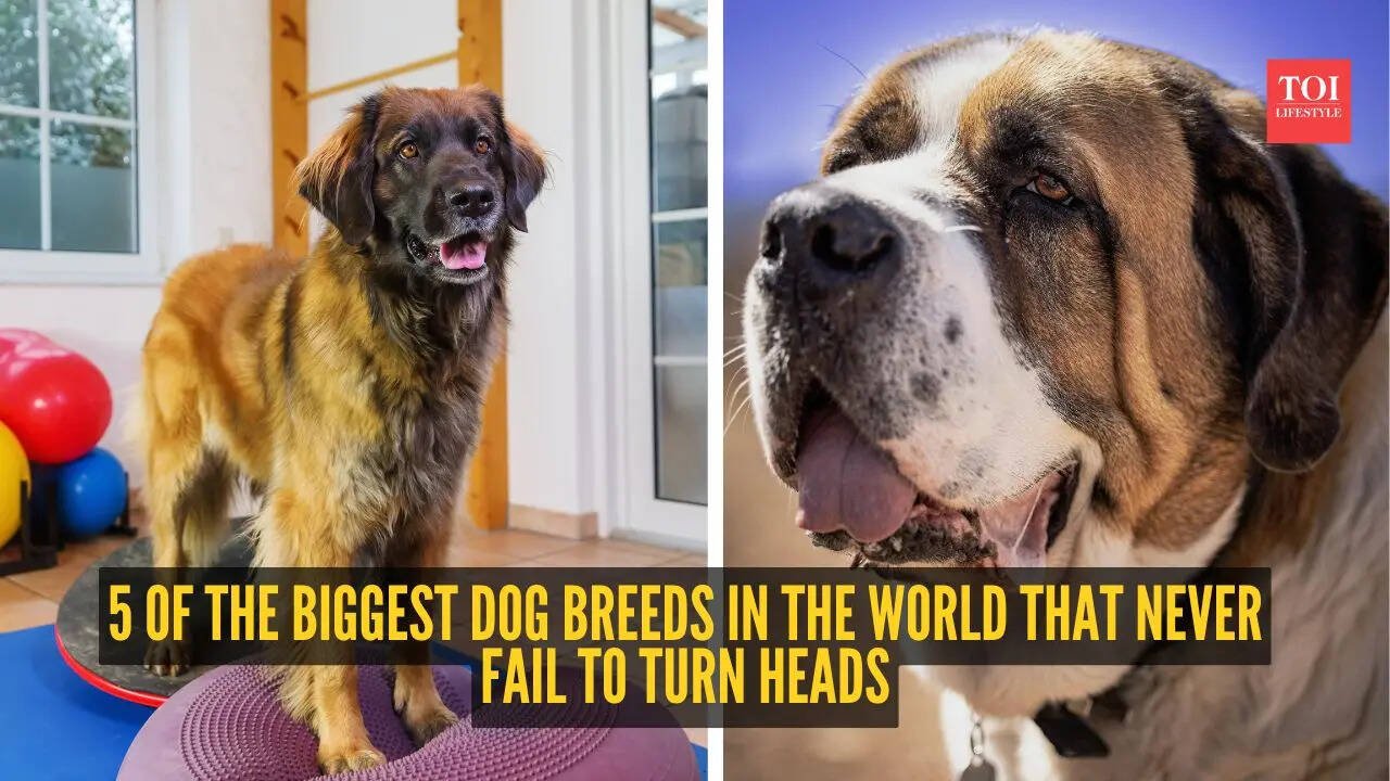5 of the biggest dog breeds in the world that never fail to turn heads