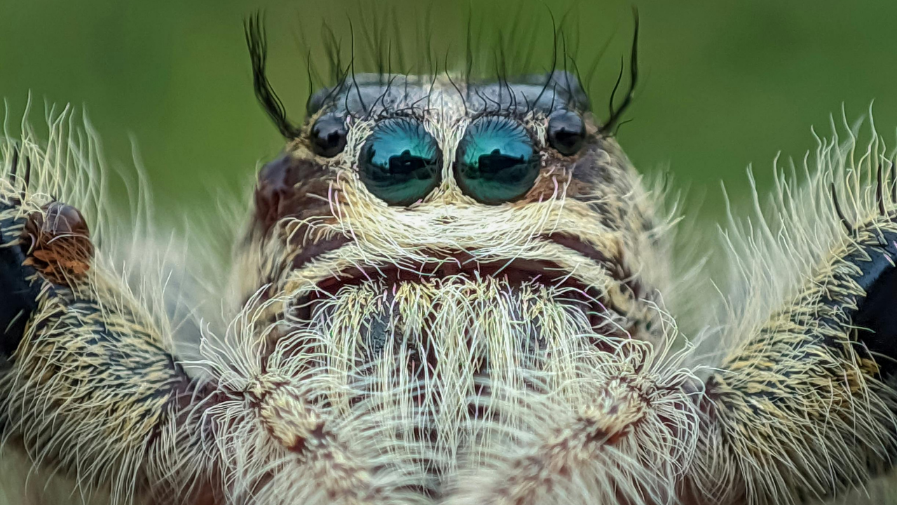5 animals that liquify and digest prey outside of their body