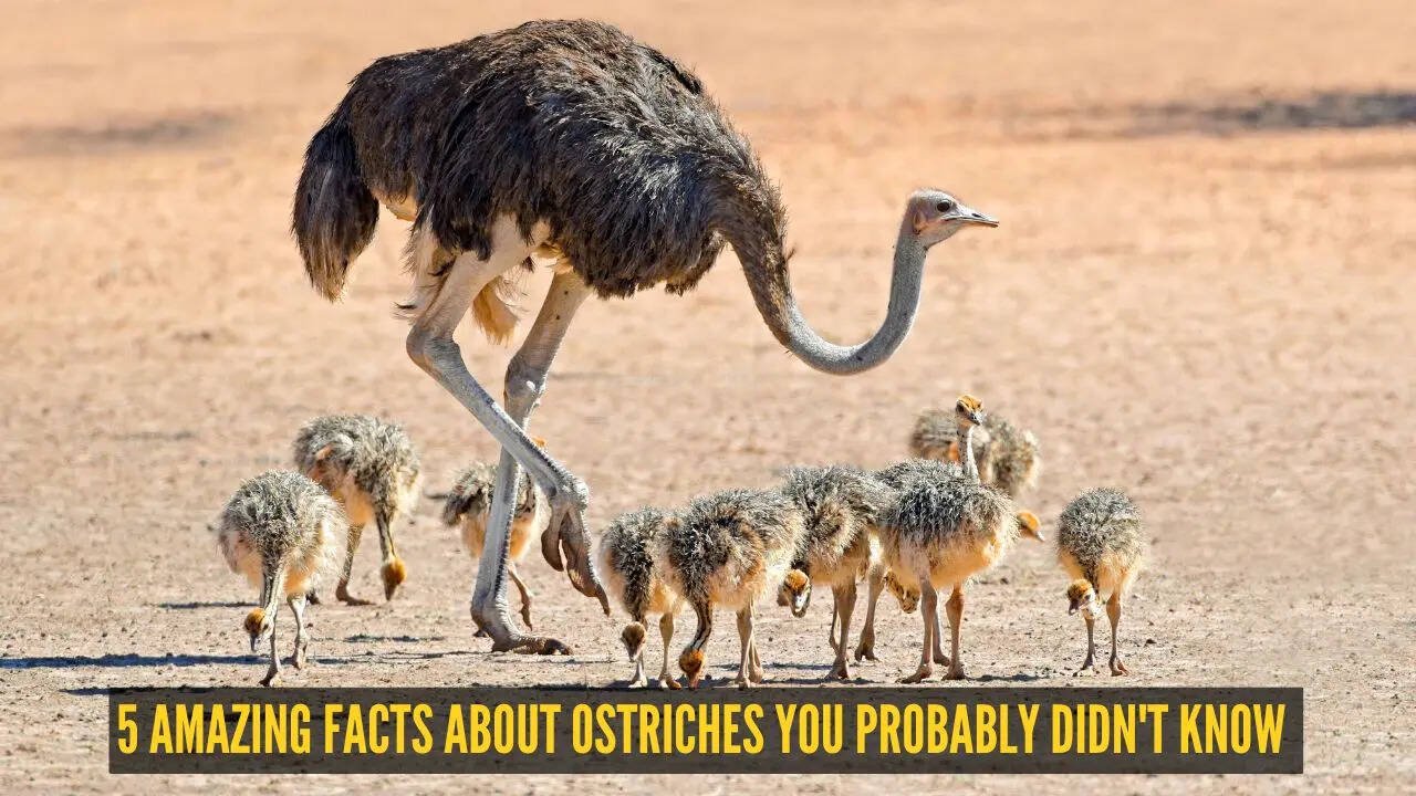 5 amazing facts about ostriches you probably didn't know