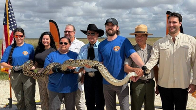 Florida's Burmese python challenge can't wipe out invasive snakes from the Everglades. Awareness is the real victory, officials say |