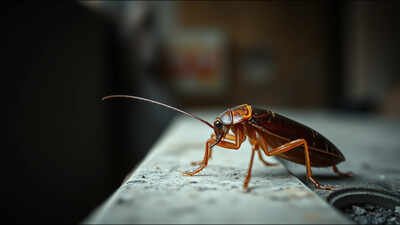 Best proverb of the day: 'Stop scratching the cockroach's Scars'. A lesson on moving on as old wounds only give troubles