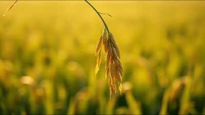 life lesson Malay proverb of the day on humility and resilience: Follow the nature of the rice plant; the more grains it bears, the lower it bows | World News