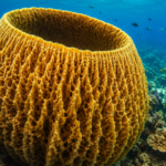 Scientists estimate giant Caribbean sponge may be more than 2,300 years old and still filtering seawater today |