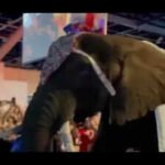 'They were complaining about Hindus bringing cows': Texas Republican Party brings elephant to convention which peed on floor