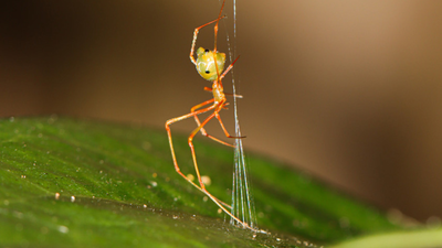 The 'ballista spider': Scientists discover a tiny spider that launches ants with 140 times the force of gravity |
