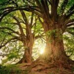 Trees have a hidden climate superpower: They keep absorbing carbon long after growth stops |