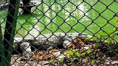 Man arrested after 3-year-old boy found injured in Cambridgeshire zoo crocodile enclosure | World News