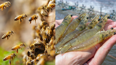 Why scientists are vaccinating honeybees and shrimp for the first time |