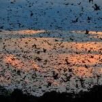 World's largest bat migration: The night Zambia's sky disappears under 10 million bats | World News
