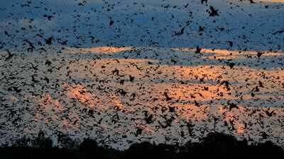 World's largest bat migration: The night Zambia's sky disappears under 10 million bats | World News