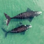 World’s largest ‘whale graveyard’ found beneath the Indian Ocean: A hidden 5-million-year mystery revealed