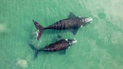 World’s largest ‘whale graveyard’ found beneath the Indian Ocean: A hidden 5-million-year mystery revealed