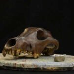 Dog DNA reveals they travelled with ancient humans across Eurasia for thousands of years |