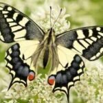 It has bright yellow wings and looks familiar, but this rare British butterfly is unlike any other, DNA reveals