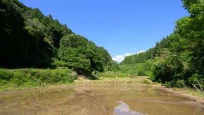 Japan’s abandoned rice fields are being restored into year-round wetlands to replenish groundwater and bring back frogs, dragonflies and endangered aquatic wildlife