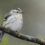 40 bird species were seen less often in New York when Canadian wildfire smoke increased, after scientists matched smoke pollution with 99,000 bird observations