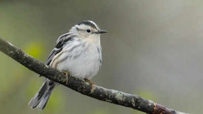 40 bird species were seen less often in New York when Canadian wildfire smoke increased, after scientists matched smoke pollution with 99,000 bird observations