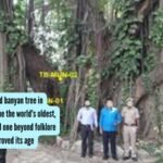 World'S Oldest Banyan Tree: This 700-year-old banyan tree in Bihar just became the world's oldest, accurately dated one beyond folklore and scientists proved its age