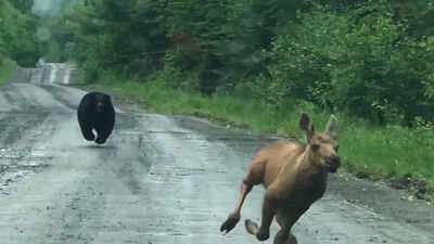 A Maine couple thought they were about to photograph a moose. Instead, a calf and a bear burst from the woods, and they had seconds to decide whether to intervene